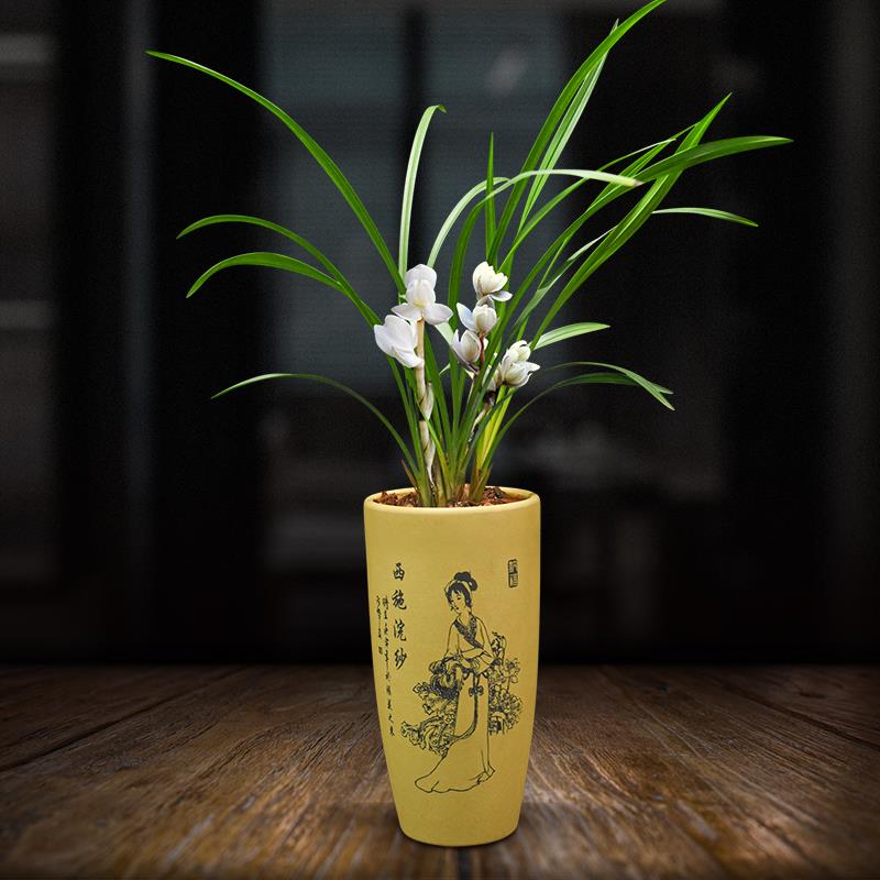兰花盆栽植物室内春兰素冠荷鼎带花苞浓香庭院阳台客厅名贵兰花苗