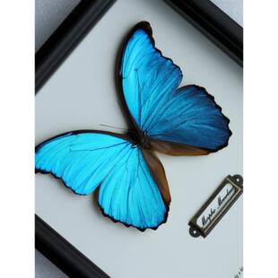 大蓝闪蝶真蝴蝶标本相框成品展示框昆虫罕见蓝色情侣生日礼物摆件