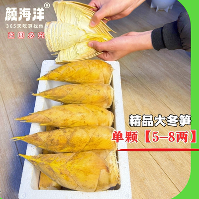 现挖冬笋，肉质鲜嫩，去老根发货