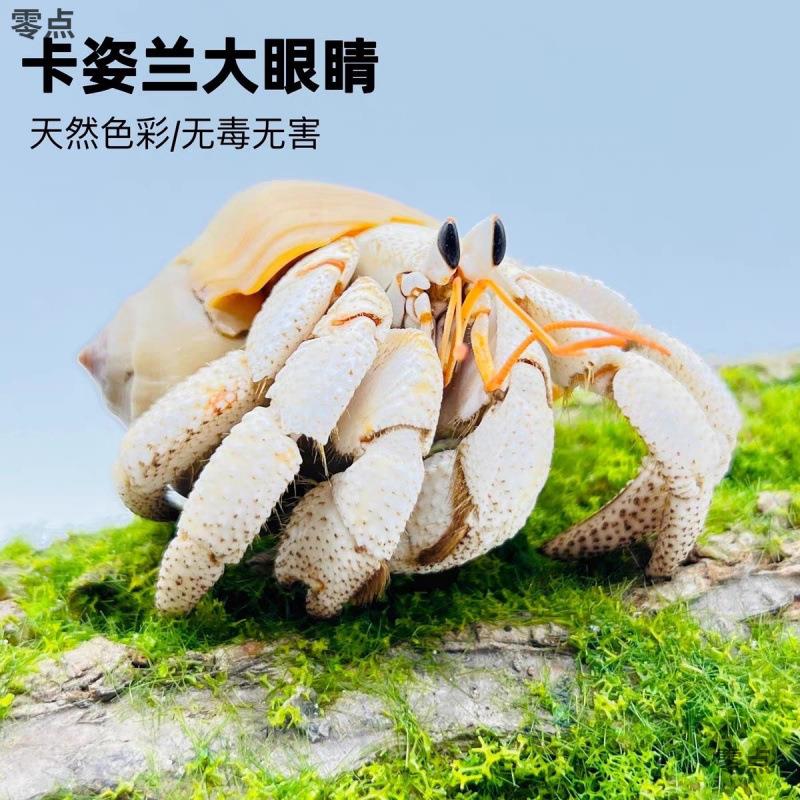 陆生寄居蟹新手入门宠物活物淡水桌面紫陆灰白深紫观赏蟹懒人宠物