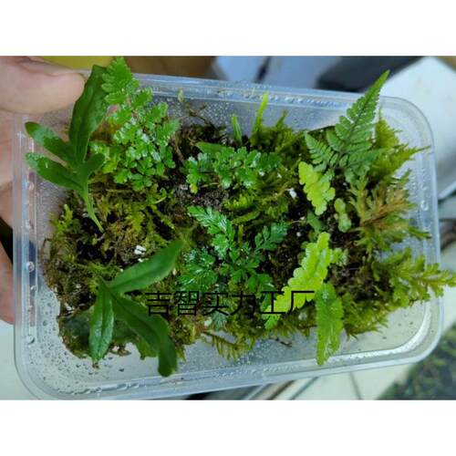 原生态微景观造景迷你蕨类植物生态瓶耐湿雨林缸苔藓小蕨绿植室内