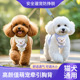 小猫狗牵引绳背心式 遛狗绳子小型犬宠物胸背用品带外出狗链子新款