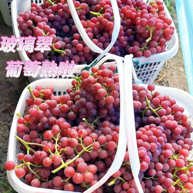4斤/箱新鲜上市新疆玻璃翠葡萄无籽脆甜当季现摘果粒饱满顺丰空运