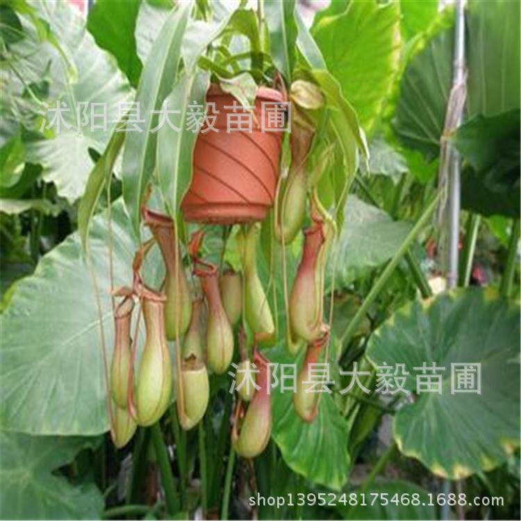 猪笼草 吃蚊草配吊钩盆栽花卉量大优惠