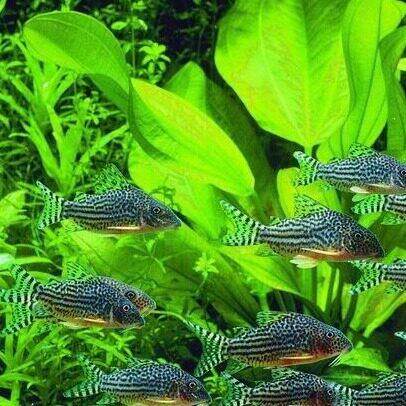 金翅珍珠鼠 黄翅珍珠鼠 老鼠鱼 水族箱底部 观赏鱼 底层鱼
