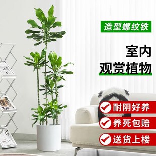 螺纹铁植物大盆栽室内易活四季常C青客厅轻奢落地招财树真绿植盆