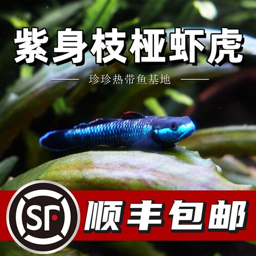 紫身枝桠虾虎原生虾虎鱼除藻电光D清洁鱼缸冷水饲养淡水小型鱼