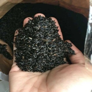黑尖鸟食玉鸟吃的黑尖籽尼日尔草籽提G性促进繁殖玉鸟芙蓉鸟金丝