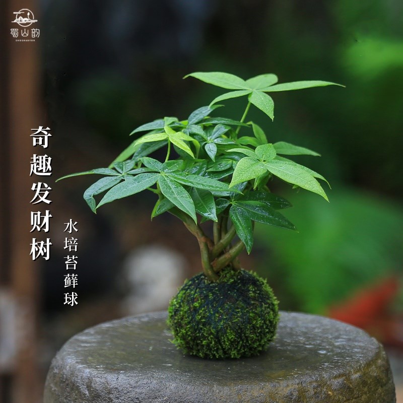 发财树水培植物苔l藓球盆栽室内桌面办公室花卉四季常青耐阴绿植