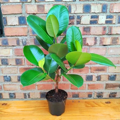 龙诚花盛橡皮h树老桩绿金刚室内大叶绿植盆栽净化空气吸收甲醛