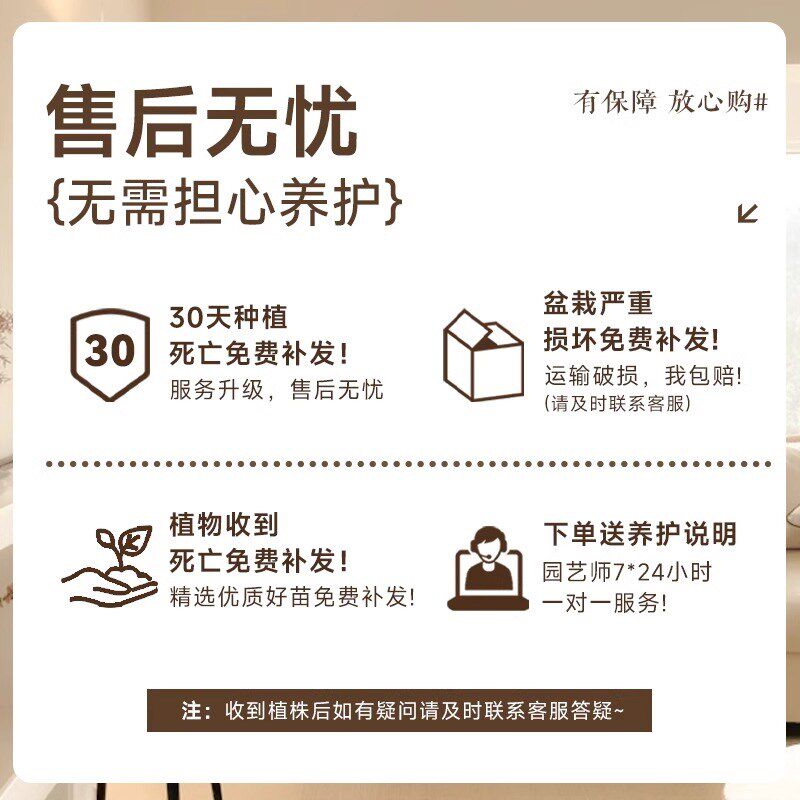 黑金刚橡皮树室内大型绿植客厅大B盆栽造型四季好养办公室阳台植