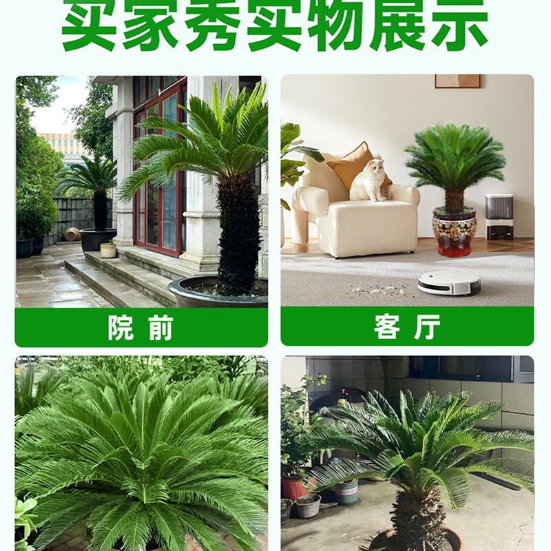 铁树盆栽大型龙铁树绿植盆景客厅室内旺宅M树苗树木大盆植物除甲