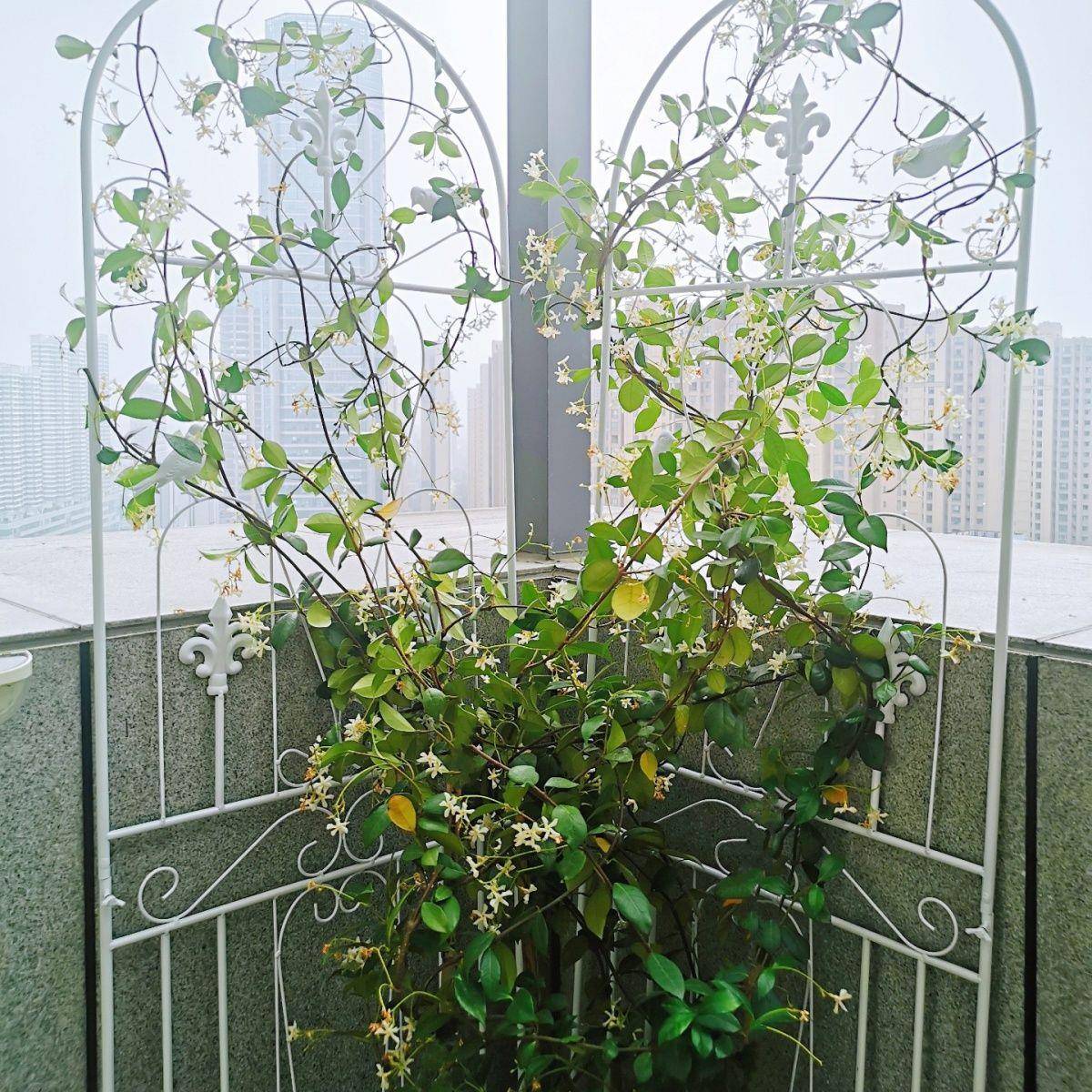 园绿萝花架月STA架季花爬藤子蟹爪户兰植物外屏风网格多层艺铁艺