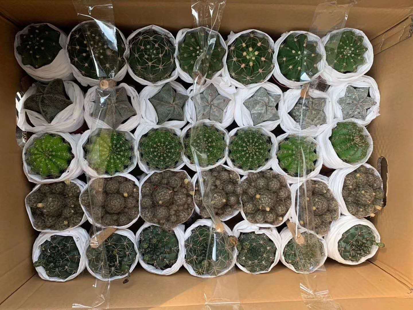 【基地直供】仙人球植物盆栽 居家花卉绿植盆栽 随机混装五色球