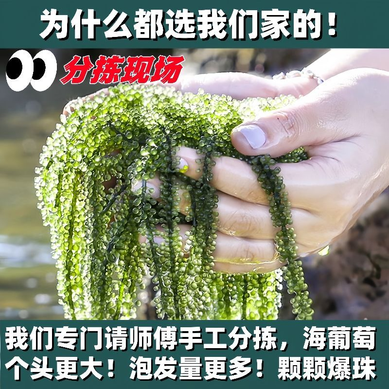 爆珠海葡萄盐渍裙带菜海藻速食声控解压网红儿童美食新奇脆爽