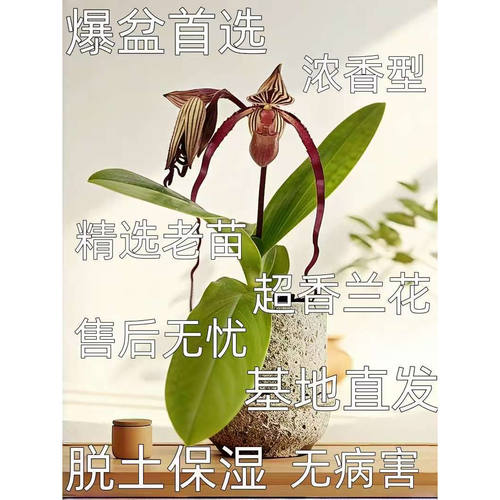 精品白旗兜兰壮苗原盆原土发货室内客厅高档兰花耐阴易养绿植盆栽