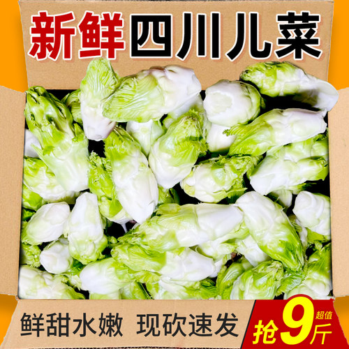 四川儿菜新鲜力荐9斤包邮