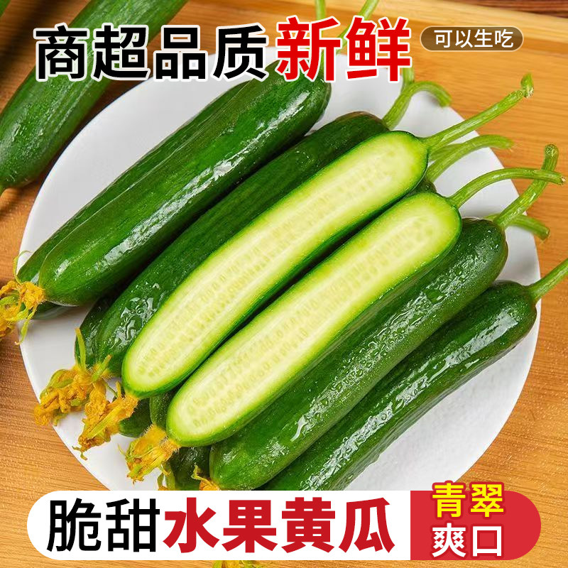现摘水果小黄瓜5斤新鲜黄瓜甜脆小青瓜荷兰蔬菜农家自种生吃包邮