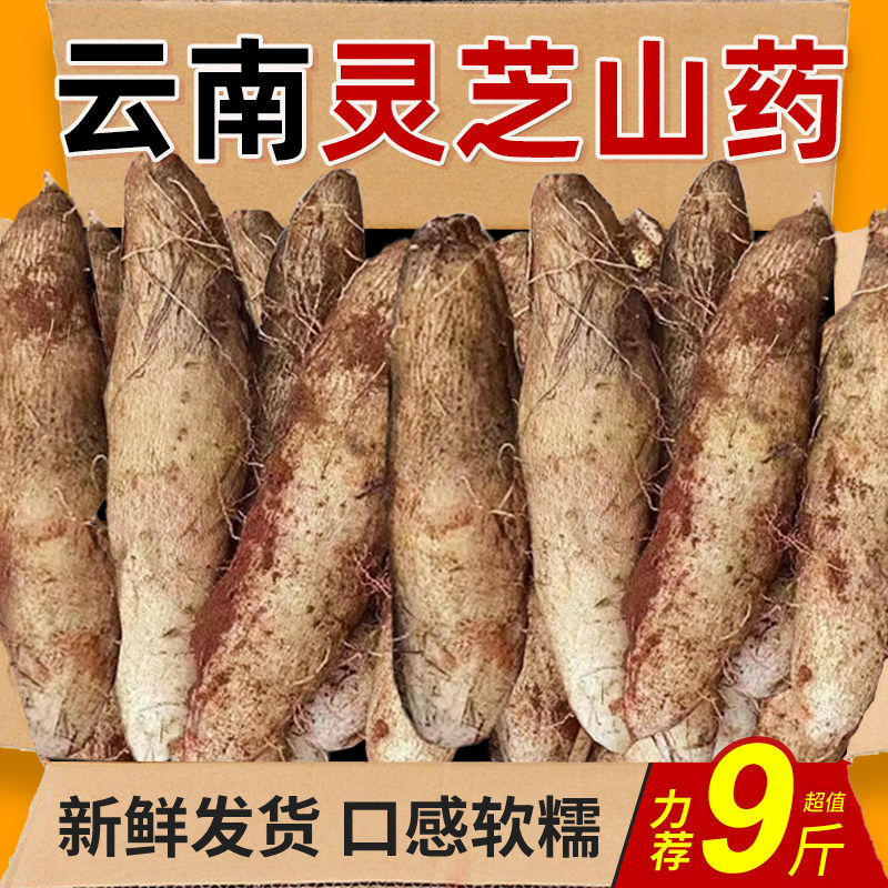 正宗云南现挖灵芝山药新鲜软糯
