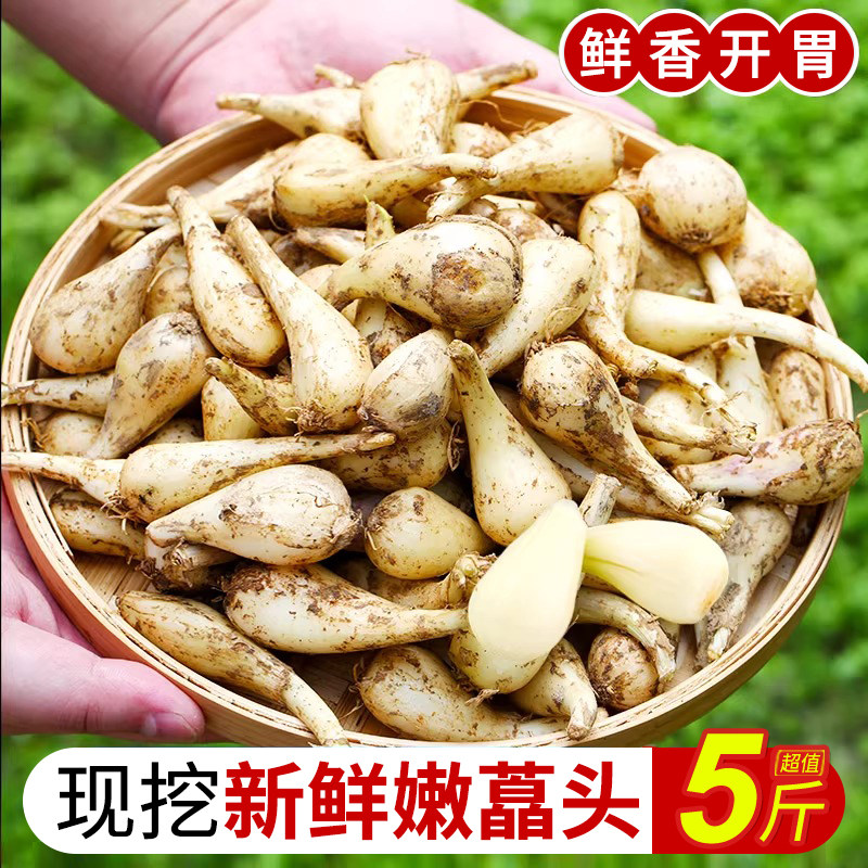 荞头新鲜蔬菜茭头现挖藠头荞头种子四川去叶去须藠头做泡菜开胃