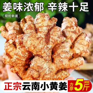 云南新小黄姜老姜生姜新鲜黄姜土姜现挖子姜嫩姜鲜姜泡姜10斤包邮
