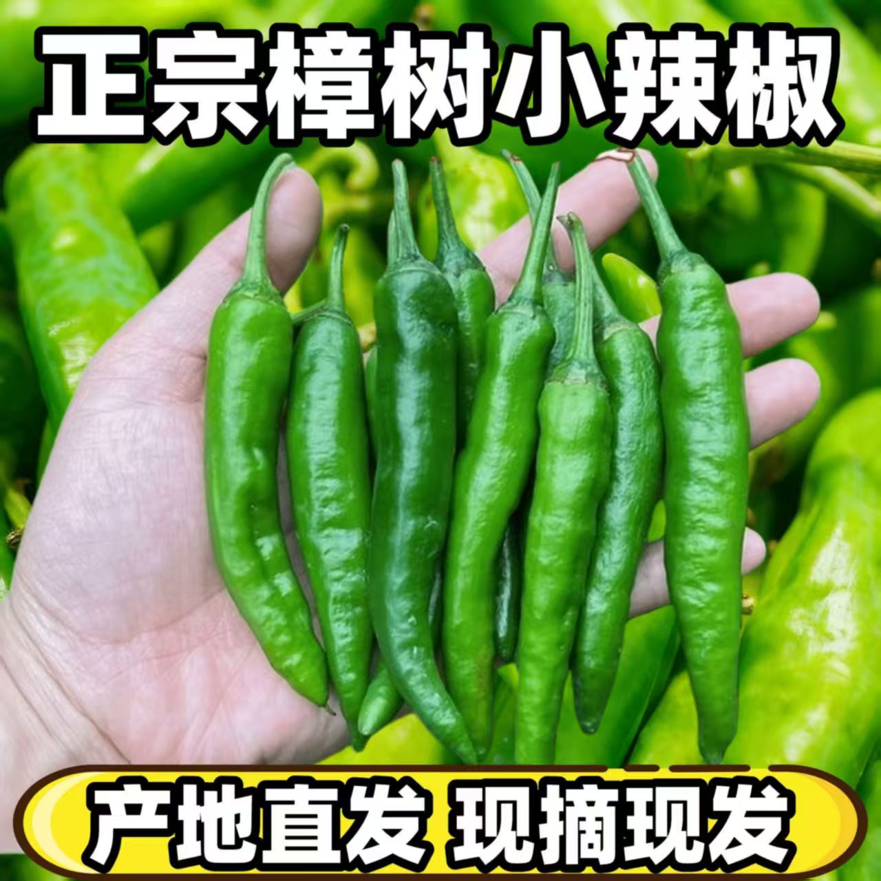 湖南樟树新鲜辣椒产地直发