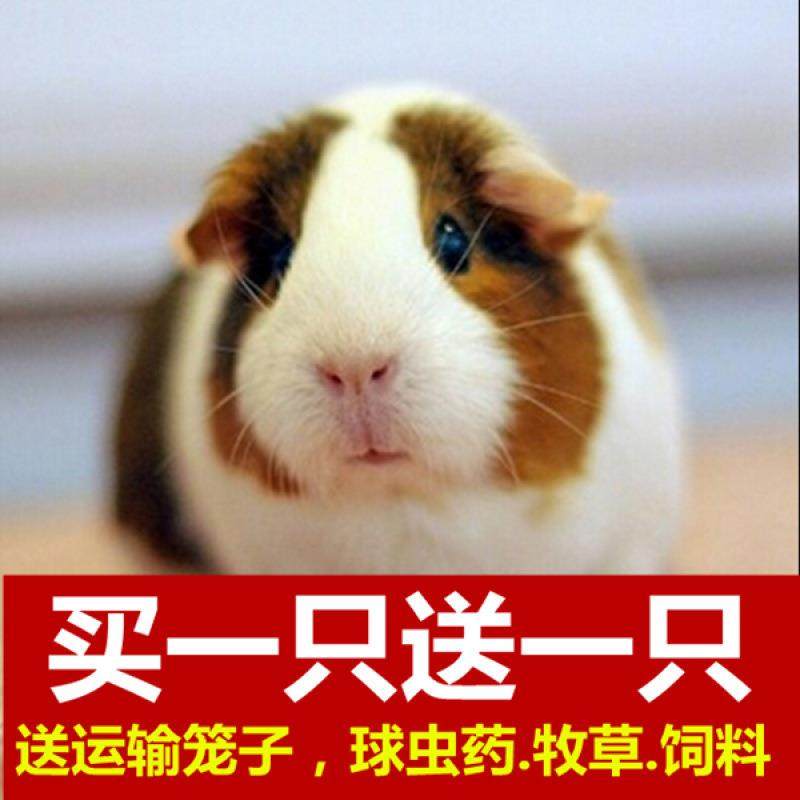 荷兰猪活宠豚鼠幼体宠物荷兰鼠幼崽荷兔彩豚黑豚逆毛家养幼体,鲜花速递/花卉仿真/绿植园艺,割草机/草坪机,淘宝优惠券,粉丝福利购,淘宝优惠卷