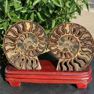 天然马达加斯加菊石摆件 开片螺化石双片螺摆件