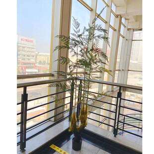 工厂店仿真蕨类植物盆栽猴头蕨马尾蕨蕨树园艺民宿售楼处摆件