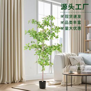 厂家仿真福禄桐树假植物仿生绿植客厅落地盆栽室内造景摆件