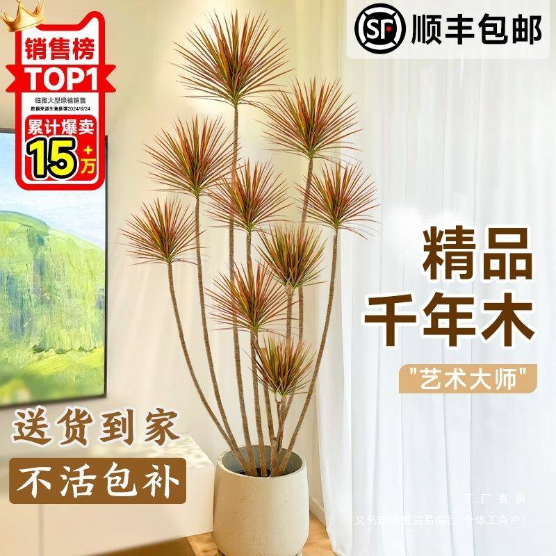 千年木客厅绿植大型植物盆栽造景室内好养七彩铁龙血树落地式真树