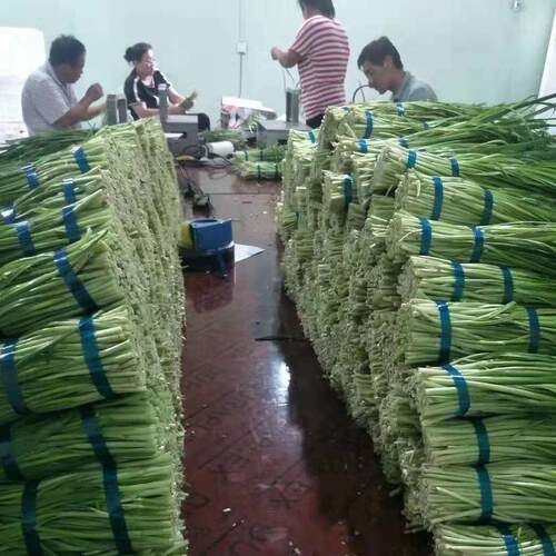 韭菜皮去皮机不锈钢韭菜去泥剥皮机款新气动干式香葱吹WHZ小机器