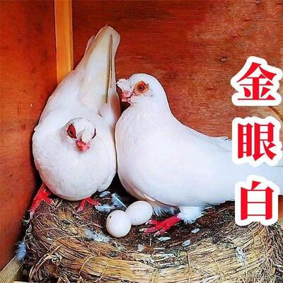 活体一对可繁殖种鸽包健康凤头鸽子金眼白鸽子观赏鸽白鸽活体包邮