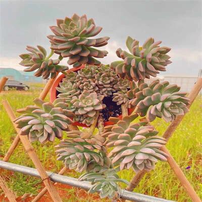 整桩大群淡雪多肉 群生幽灵公主 悬崖老桩新手好养易活 好度夏