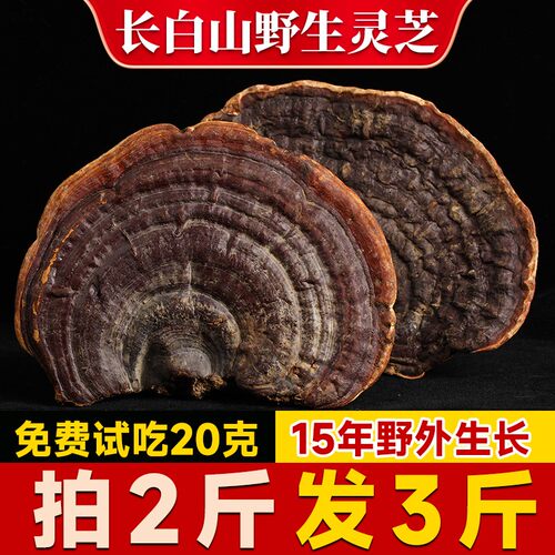 野生赤灵芝长白山直发
