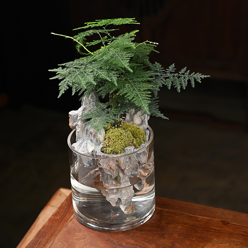 玄山桌面苔藓微景观造景植物生态瓶绿植盆栽玻Q璃室内盆景创意摆