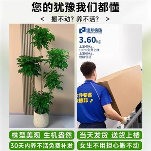 幸福树客厅大盆i栽大型老桩绿植室内平安树净化空气植物四季好养