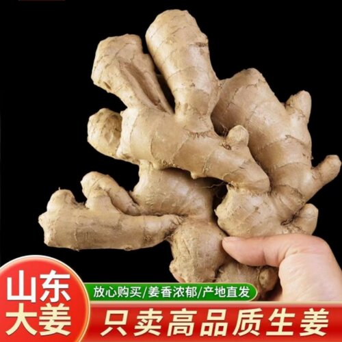 山东大姜新鲜生姜当季新鲜农家自种产地直发高品质老姜母块
