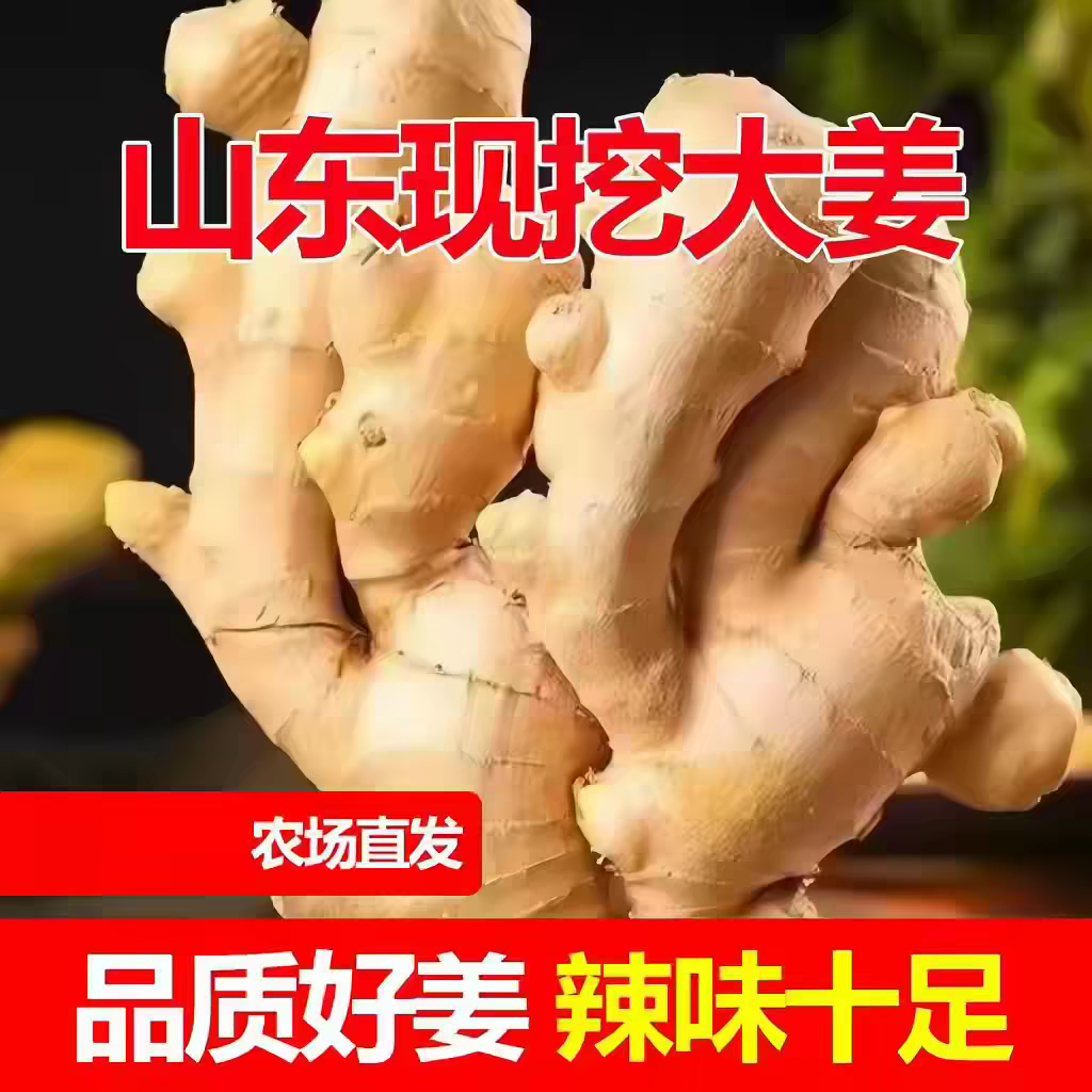 山东大姜新鲜生姜农家现发农家自种大块老姜现挖现发炒菜食用