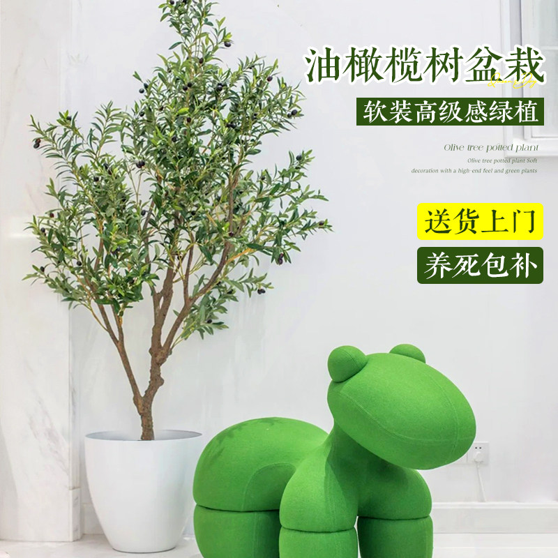 油橄榄树盆栽真树苗客厅绿植室内大型植物好养落地乔X迁搬家大禄