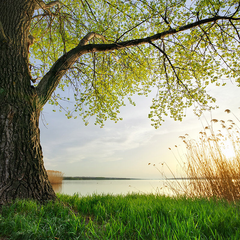 墙画墙贴壁画贴纸壁纸自粘墙纸墙贴画森林风景客厅卧室Y电视背景