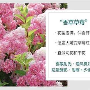 花卉绿植圆锥木绣球香草草莓圣代魔幻月光耐寒P耐晒阳台庭院绣球