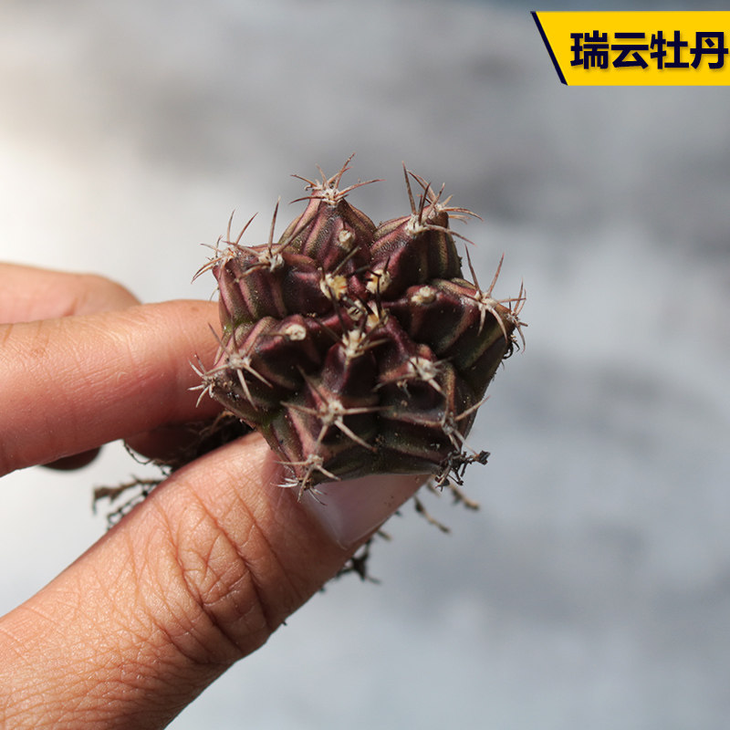 实生仙人c球小苗随机组合套餐 星兜多肉植物花卉绯花玉仙人掌开花