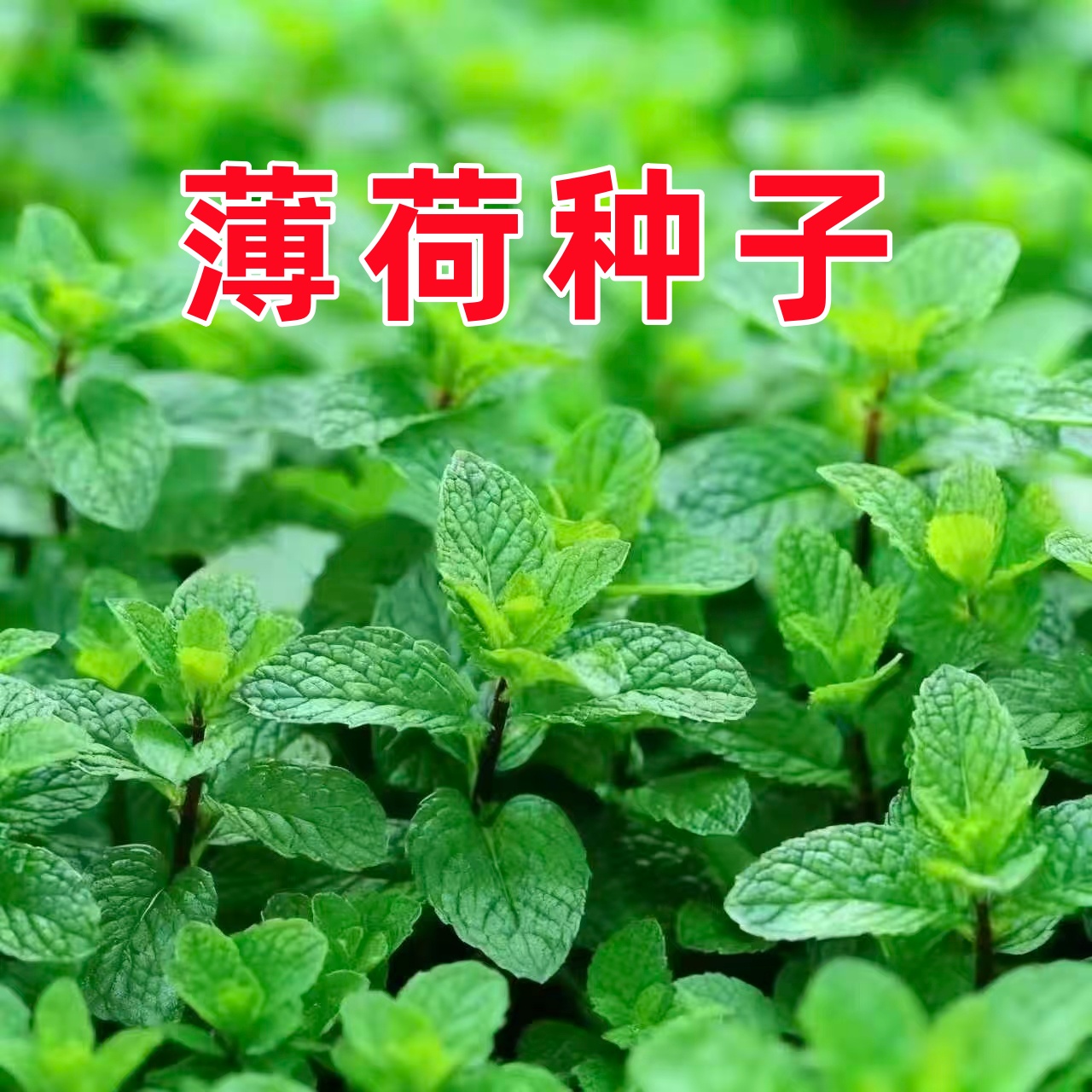 可食用薄荷种籽子留兰香柠檬猫薄荷苗四季播种室内阳台盆栽花种孑