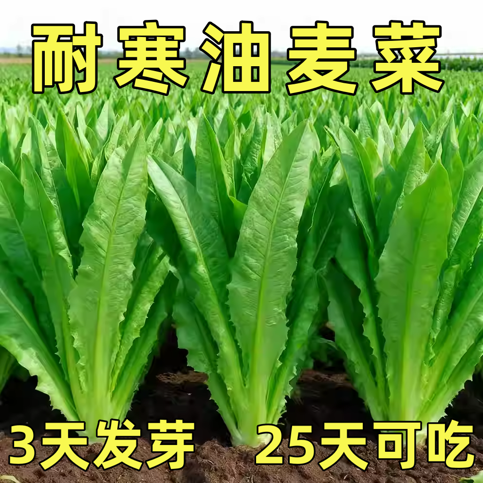 油麦菜种子耐寒清香无斑清香麦菜籽秋冬种盆栽农家易种植蔬菜种籽