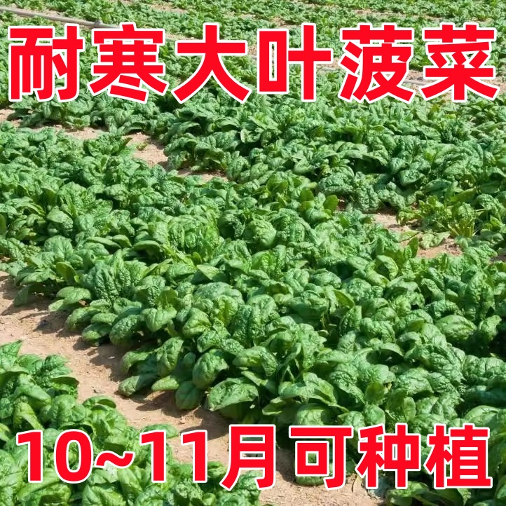 【耐寒大叶菠菜种子】冬天耐寒蔬菜大叶红根耐抽薹老品种菠菜种籽