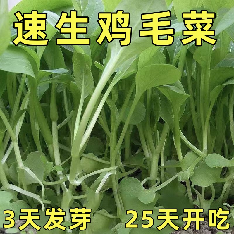 鸡毛菜种子种籽四季小白菜青菜油菜上海青18天阳台盆栽蔬菜蔬莱孑