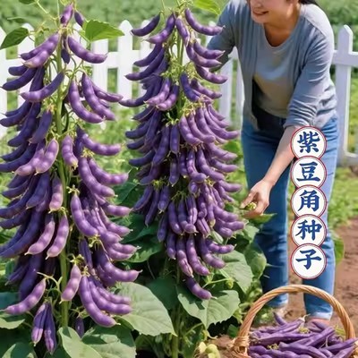八月忙豆角种子冻死鬼耐寒耐热高产无筋四季豆摘不败秋紫豆豆角