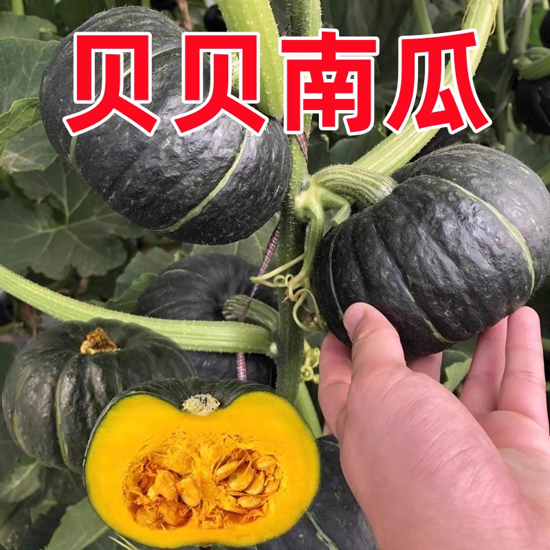 贝贝南瓜种子贝贝板栗南瓜味迷你小南瓜软糯香甜高产农家蔬菜种子