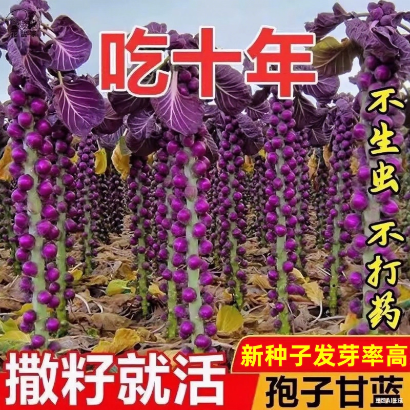 紫孢子甘蓝种子四季种抱子甘蓝种子包心菜小包菜卷心菜蔬菜种籽